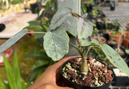 Cyphostemma Rutilans 5 Seeds
