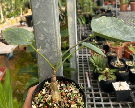 Cyphostemma Rutilans 5 Seeds