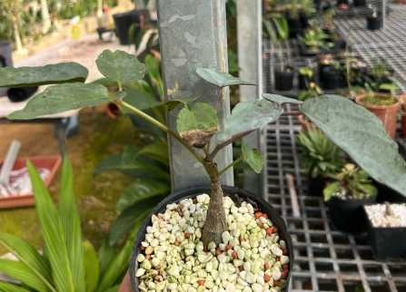 Cyphostemma Rutilans 5 Seeds