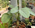Cyphostemma Rutilans 5 Seeds