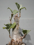 Cyphostemma seitzianum 5 Seeds