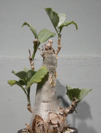 Cyphostemma seitzianum 5 Seeds