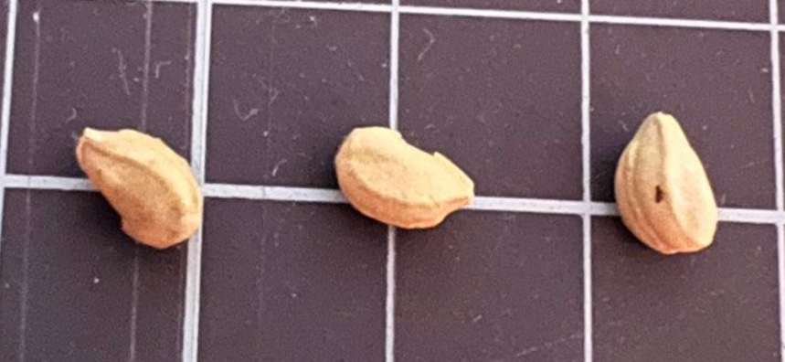 Cyphostemma seitzianum 5 Seeds