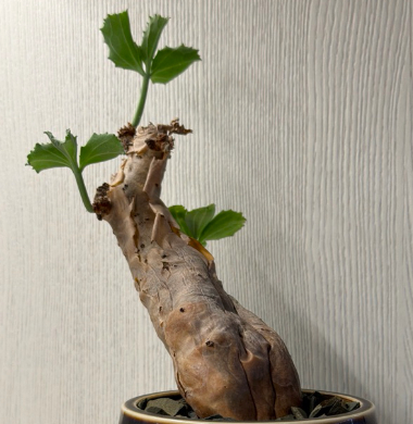 Cyphostemma aff. betiforme Somalia 5 Seeds