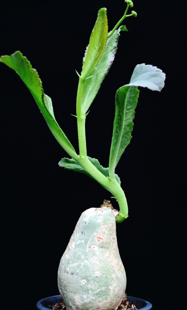 Cyphostemma Bainesii 5 Seeds
