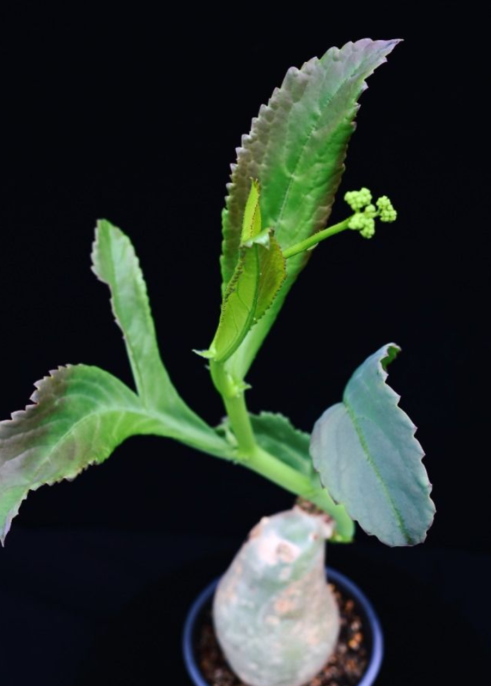 Cyphostemma Bainesii 5 Seeds
