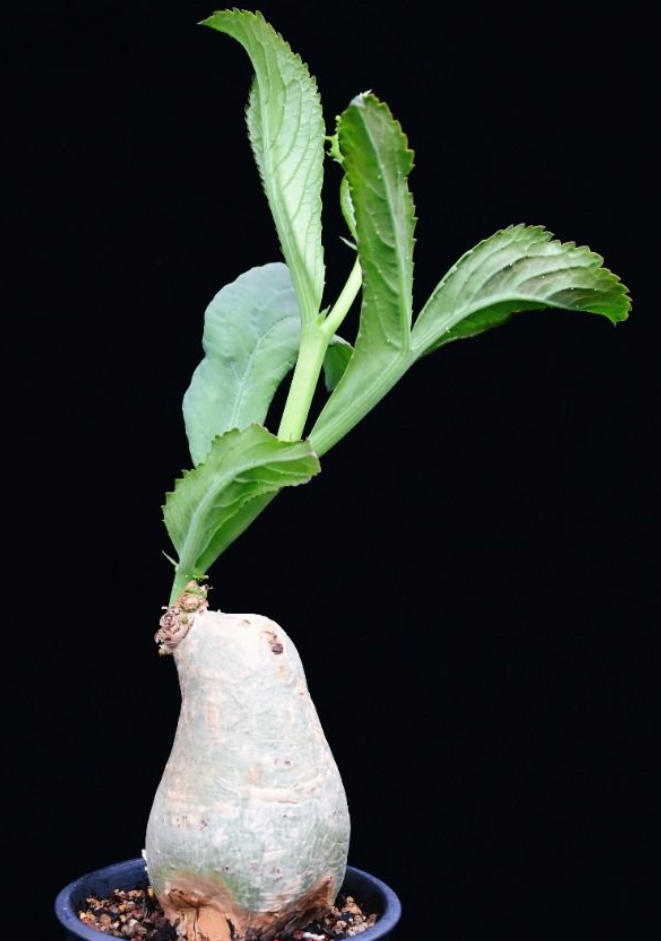 Cyphostemma Bainesii 5 Seeds