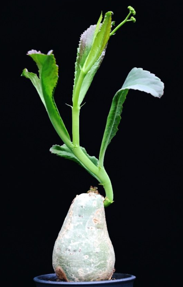 Cyphostemma Bainesii 5 Seeds