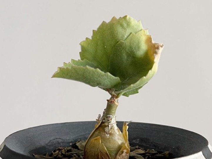 Cyphostemma seitzianum 5 Seeds