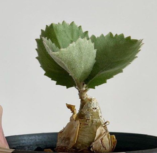 Cyphostemma seitzianum 5 Seeds