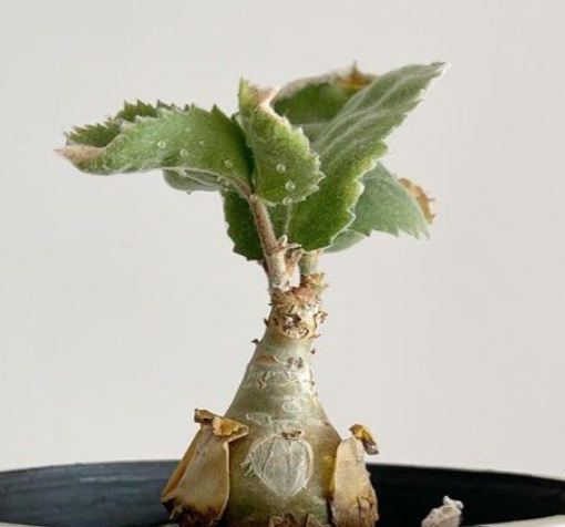 Cyphostemma seitzianum 5 Seeds