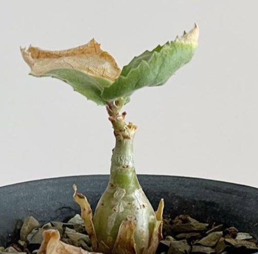 Cyphostemma seitzianum 5 Seeds