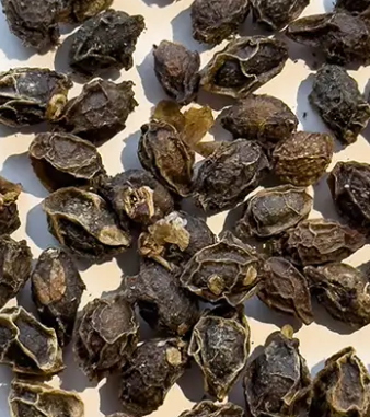 Cyphostemma currorii 5 Seeds