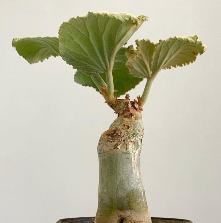 Cyphostemma currorii 5 Seeds
