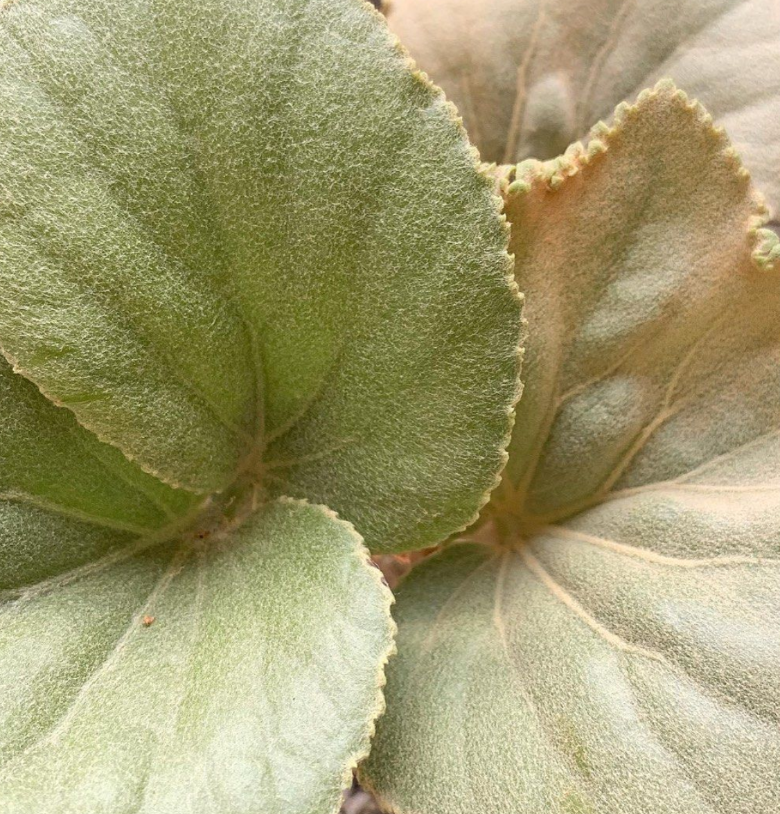 Cyphostemma currorii 5 Seeds