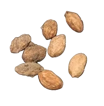 Cyphostemma macrocarpa 5 Seeds