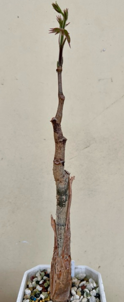 Cyphostemma macrocarpa 5 Seeds