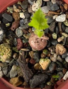 Cyphostemma aff.adenocaule 5 Seeds