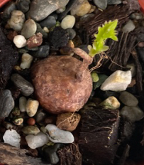 Cyphostemma aff.adenocaule 5 Seeds