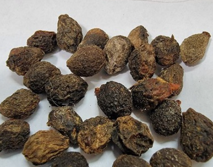 Cyphostemma mappia 5 Seeds