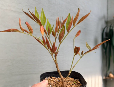 Cyphostemma mappia 5 Seeds