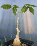 Cyphostemma sakalavense 5 Seeds