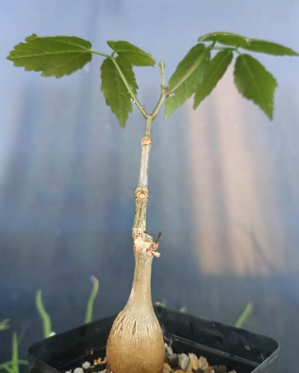 Cyphostemma sakalavense 5 Seeds
