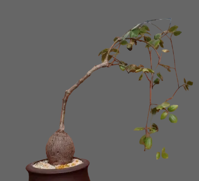 Cyphostemma laza var. parvifolia 5 Seeds