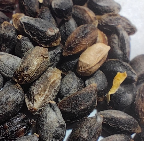 Cyphostemma laza var. parvifolia 5 Seeds