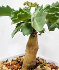 Cyphostemma aff. betiforme Somalia 5 Seeds