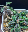 Euphorbia decaryi 5 Seeds