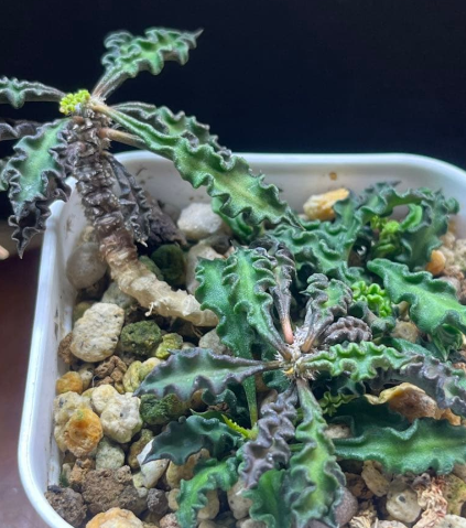 Euphorbia decaryi 5 Seeds