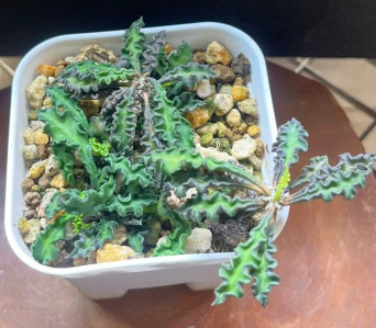 Euphorbia decaryi 5 Seeds