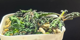 Euphorbia decaryi 5 Seeds