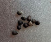 Euphorbia decaryi 5 Seeds