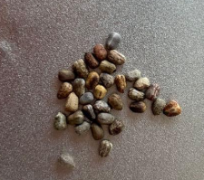 Euphorbia hamata 5 Seeds