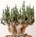 Euphorbia hamata 5 Seeds