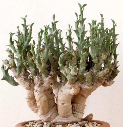 Euphorbia hamata 5 Seeds