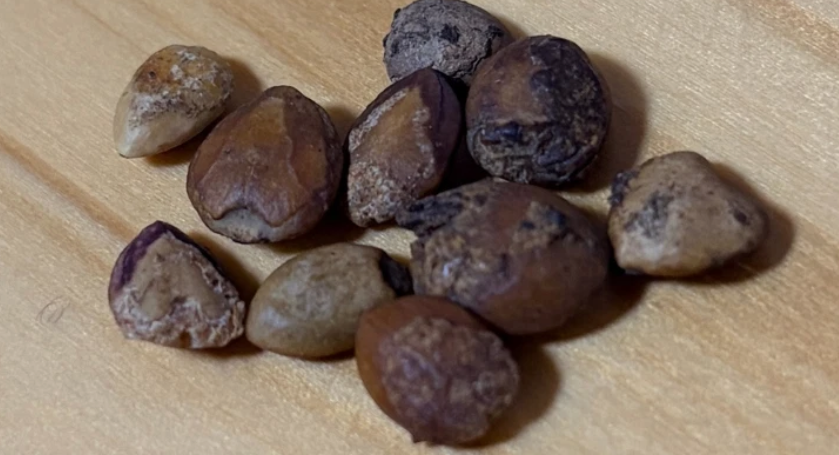 Commiphora kataf 5 Seeds