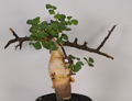Commiphora kataf 5 Seeds