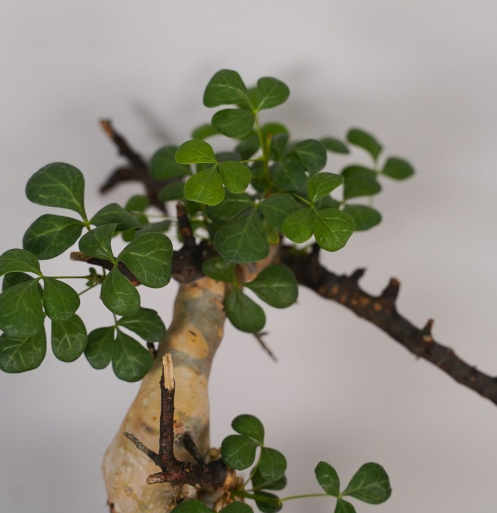 Commiphora kataf 5 Seeds