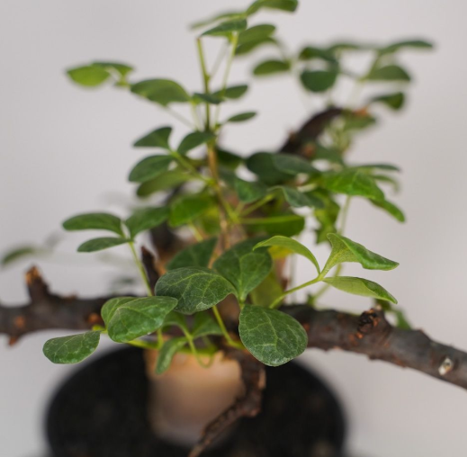 Commiphora kataf 5 Seeds