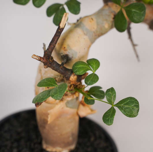 Commiphora kataf 5 Seeds