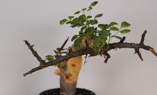 Commiphora kataf 5 Seeds
