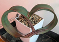 Welwitschia Mirabilis 5 Seeds