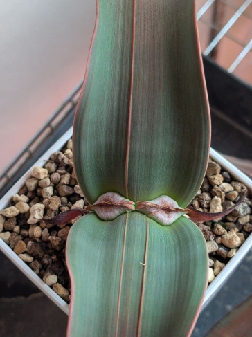 Welwitschia Mirabilis 5 Seeds