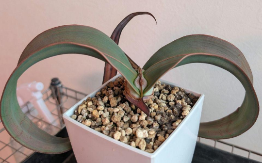 Welwitschia Mirabilis 5 Seeds
