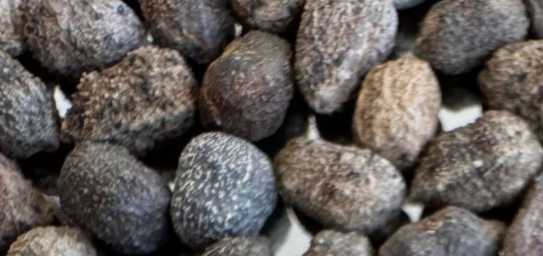 Euphorbia decepta 5 Seeds