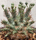 Euphorbia decepta 5 Seeds
