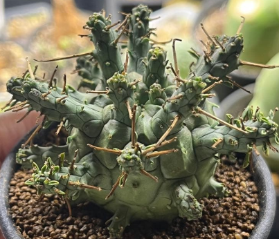 Euphorbia decepta 5 Seeds